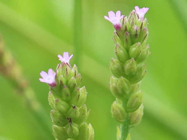 ハマクマツヅラ