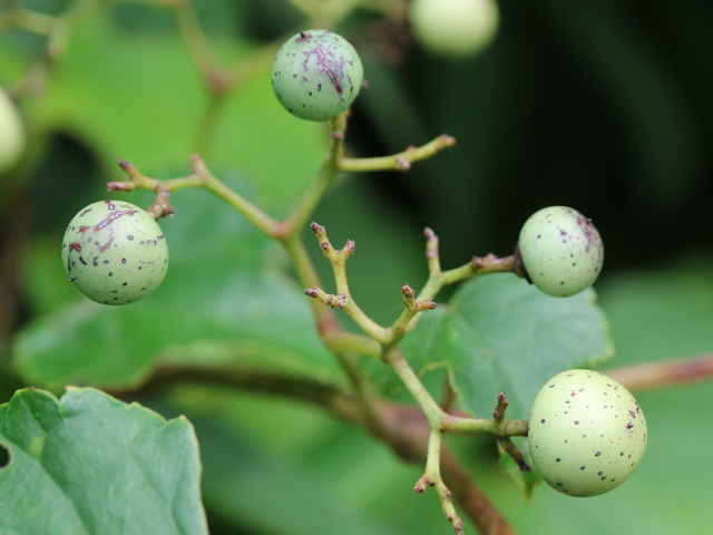 キレハノブドウ