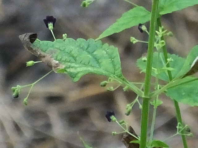 クロバナヒキオコシ