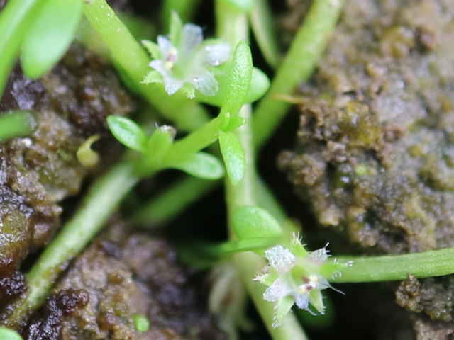 スズメノハコベ