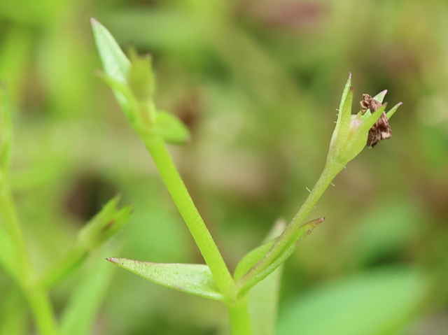 サワトウガラシ