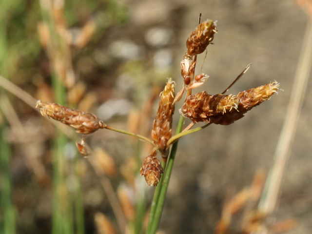 イソヤマテンツキ