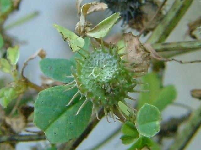 ウマゴヤシ果実