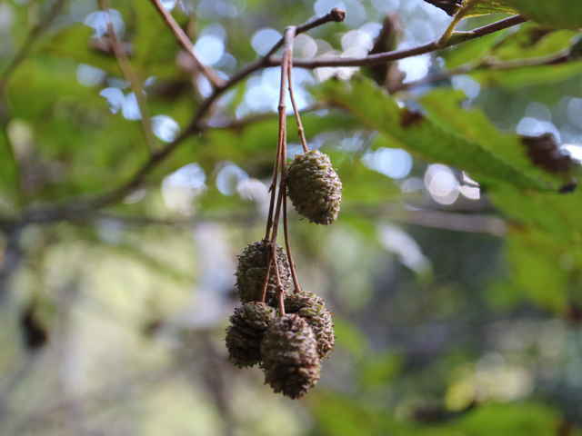 ヒメヤシャブシ