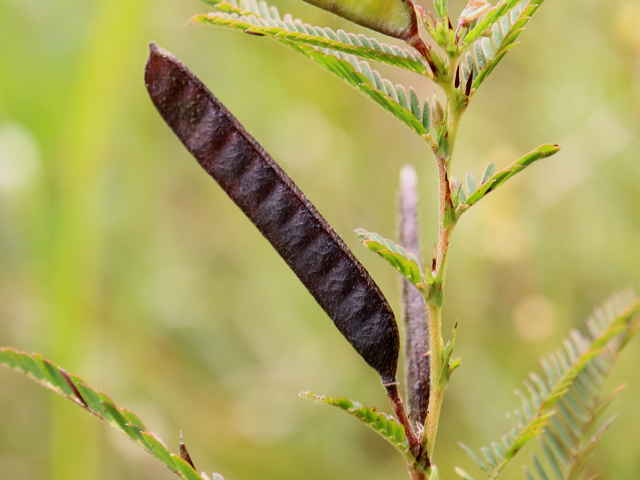 カワラケツメイ