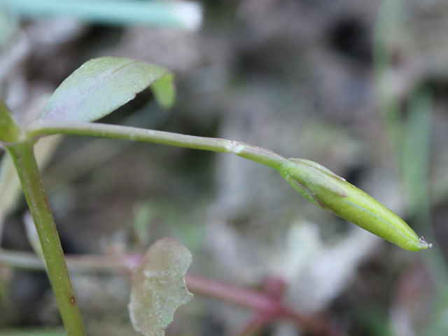 アゼトウガラシ