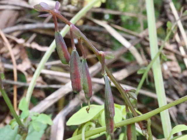 ナガミノツルケマン