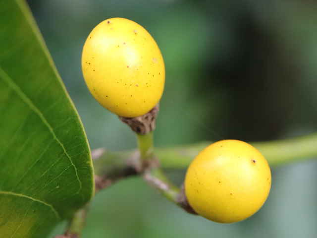 キミノシロダモ