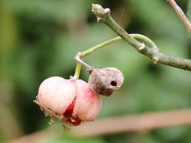 カントウマユミ