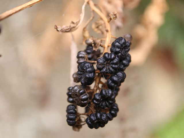 ヨウシュヤマゴボウ