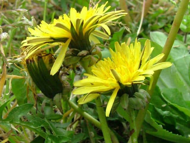 セイヨウタンポポ