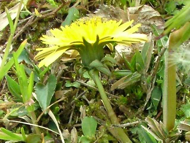 アカミタンポポ