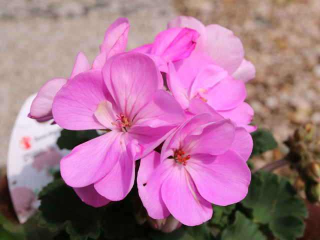 ゾナルゼラニウム