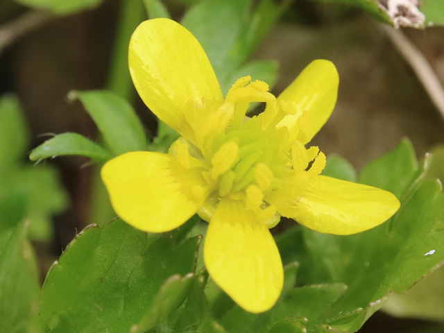 トゲミノキツネノボタン