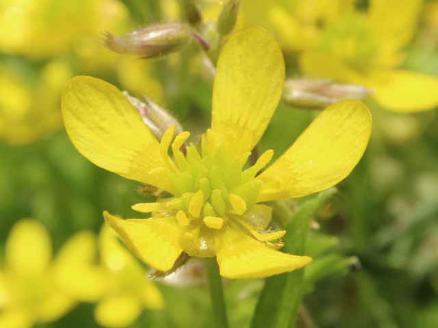 トゲミノキツネノボタン