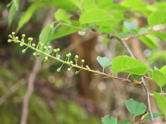 ウワミズザクラ