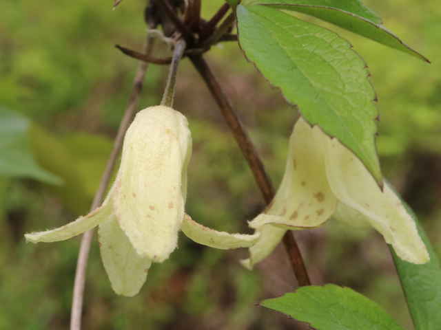 トリガタハンショウヅル