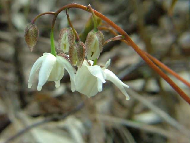 トキワイカリソウの仲間
