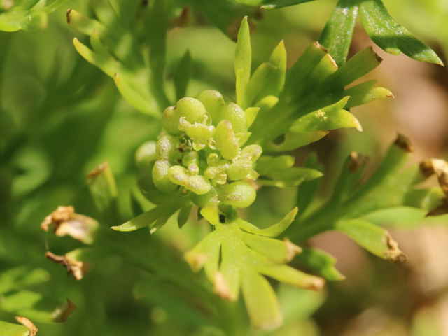 カラクサナズナ