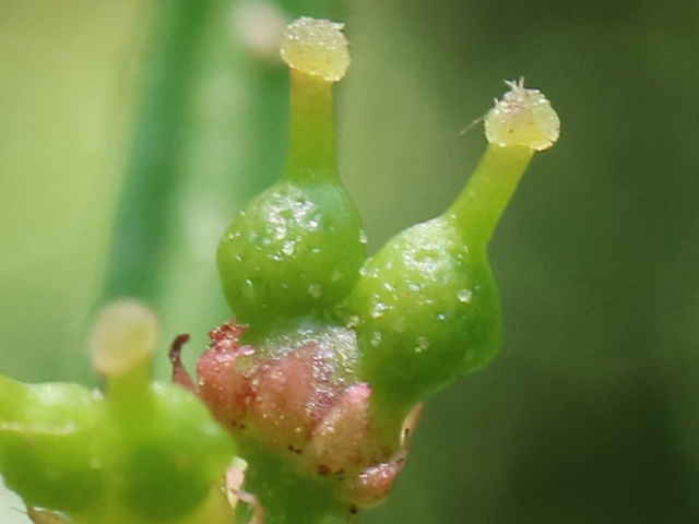 フユザンショウ