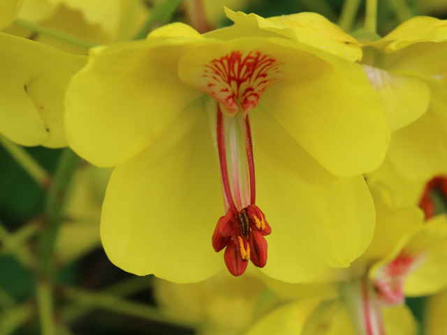 ジャケツイバラ