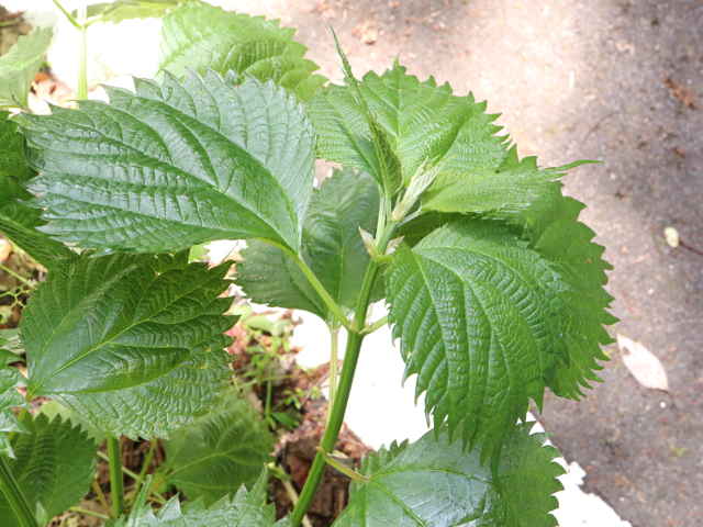 ヒロナガバヤブマオ