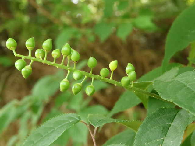 ウワミズザクラ