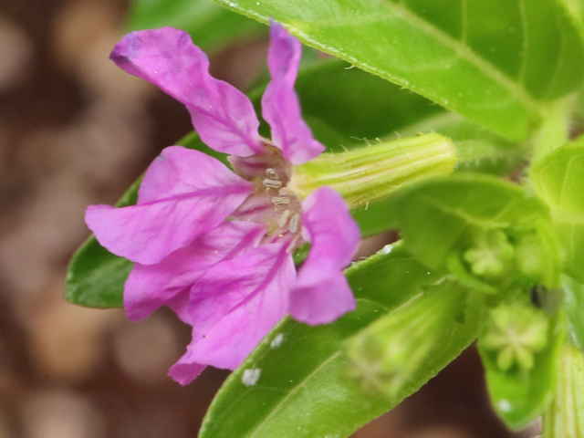 メキシコハナヤナギ