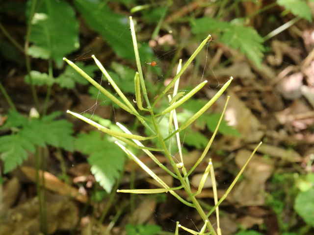 オオケタネツケバナ