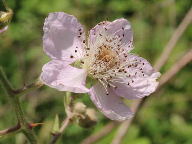 セイヨウヤブイチゴ