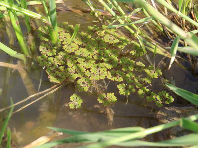 ニシノオオアカウキクサ