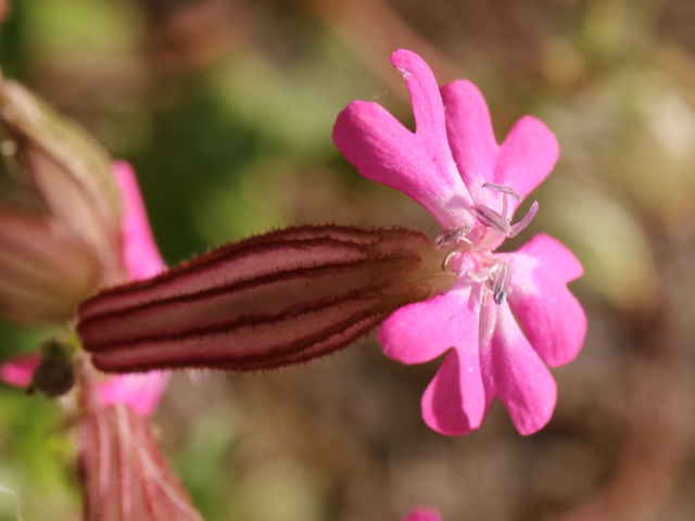 サクラマンテマ