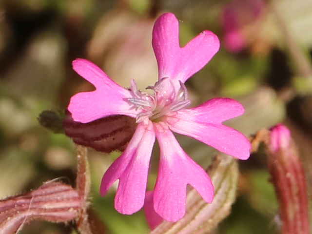 サクラマンテマ