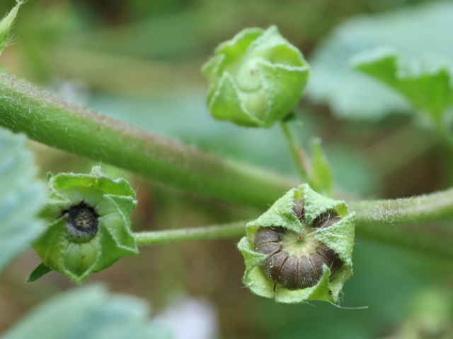 ゼニバアオイ果実