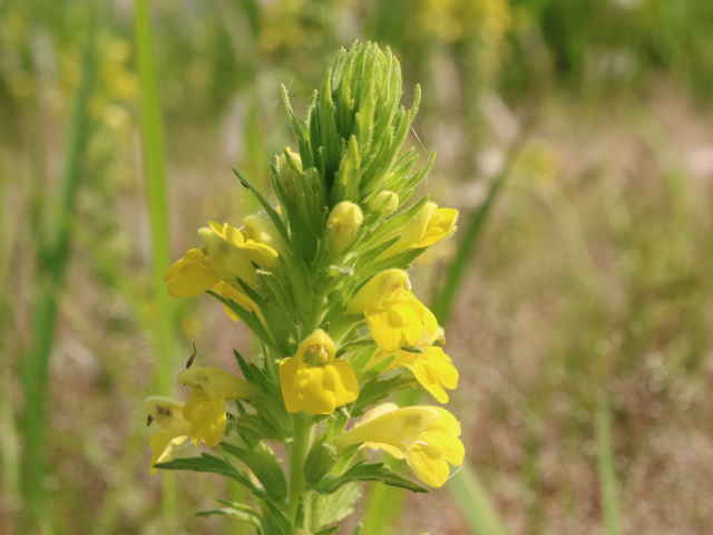 セイヨウヒキヨモギ