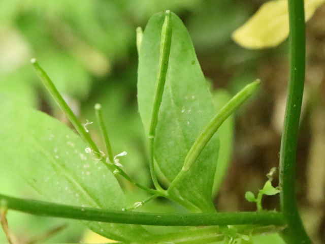 オオバタネツケバナ