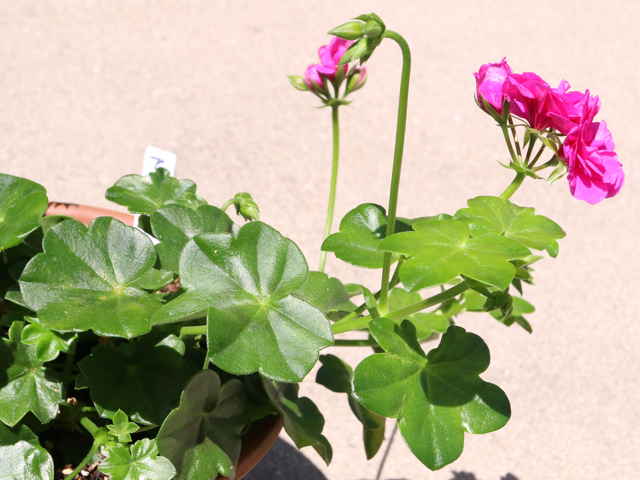 ツタバゼラニウム