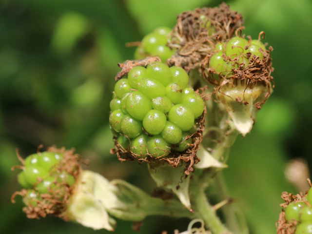 セイヨウヤブイチゴ