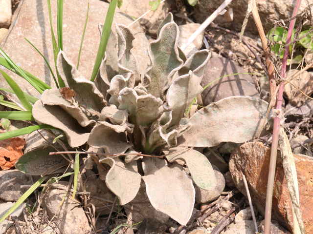 ビロードモウズイカ