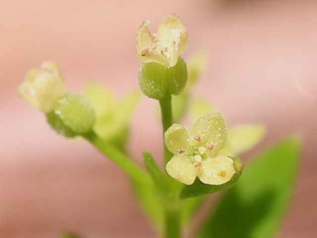 ヒメヨツバムグラ