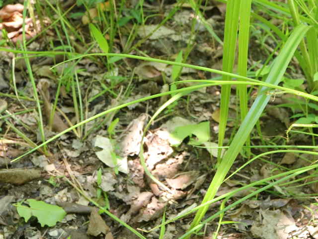 ハリコウガイゼキショウ