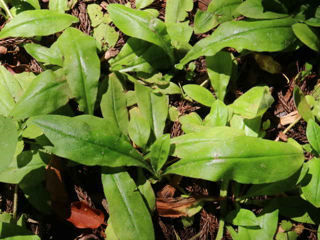 アキノハイルリソウ