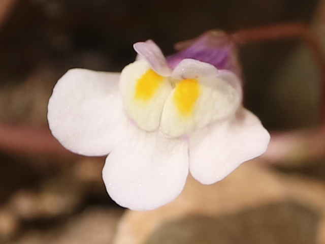 ツタバウンラン