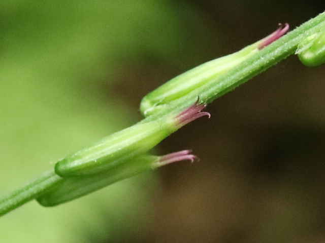 ナガバハエドクソウ