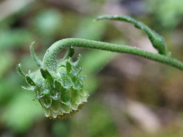 サジガンクビソウ