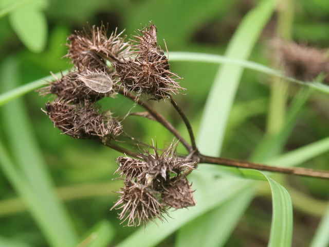ハナカザリゼリ