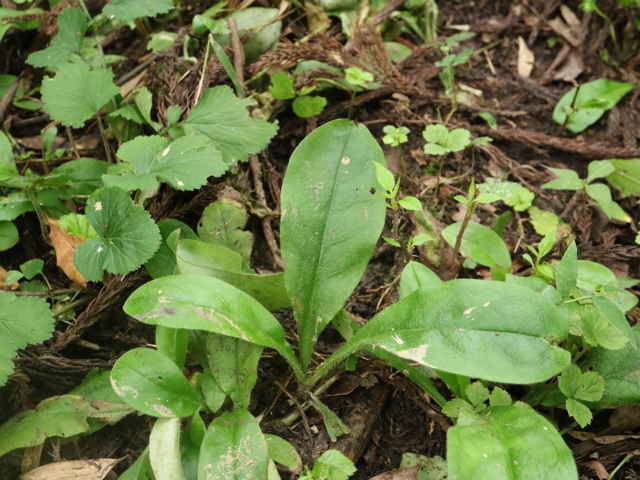 アキノハイルリソウ