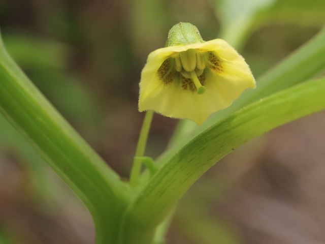 ヒロハフウリンホオズキ