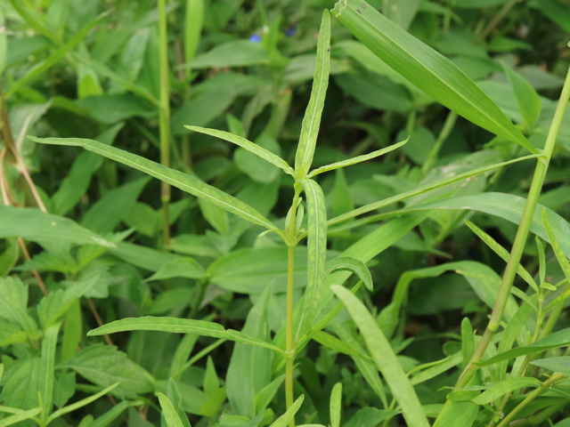 ホソバツルノゲイトウ