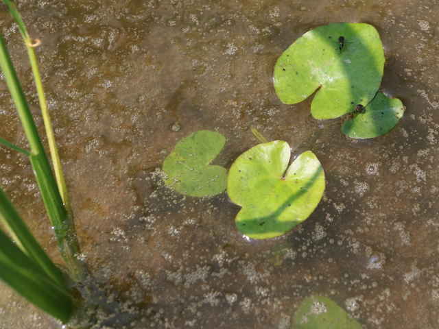 ヒメシロアサザ